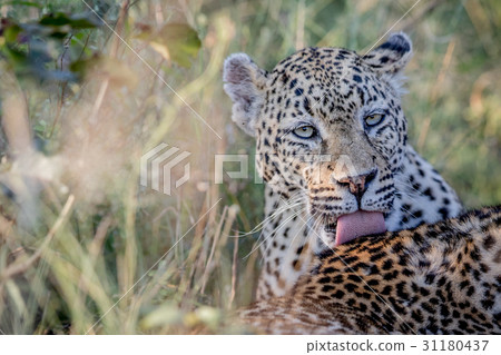 Leopard grooming another Leopard. 31180437