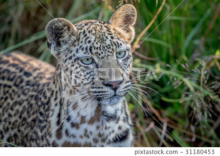Young Leopard on the look out. 31180453