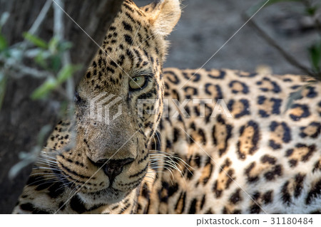 Male Leopard starring at the camera. 31180484