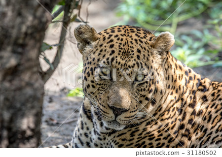 Huge male Leopard starring at the camera. 31180502