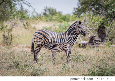 Baby Zebra suckling from his mother. 31180508