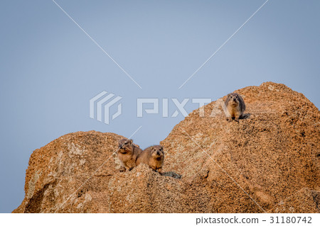 Several Rock hyraxes basking in the sun. 31180742