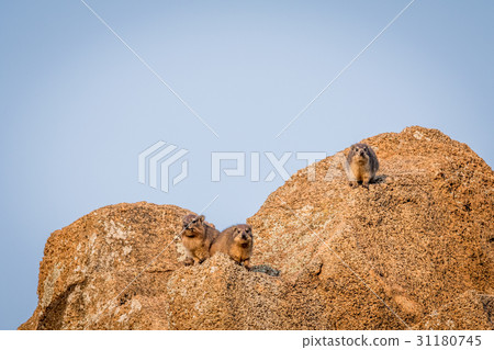 Several Rock hyraxes basking in the sun. 31180745