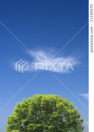 雲 木 Saeteol 雲 31180970