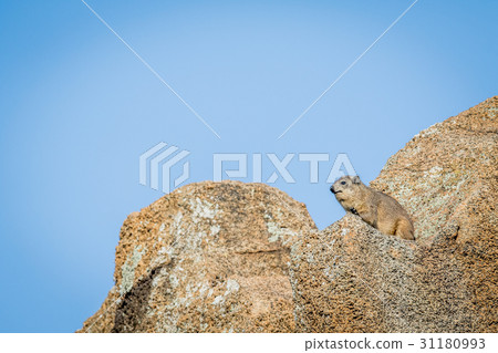 Rock hyrax basking in the sun. Rock hyrax basking in the sun. 31180993
