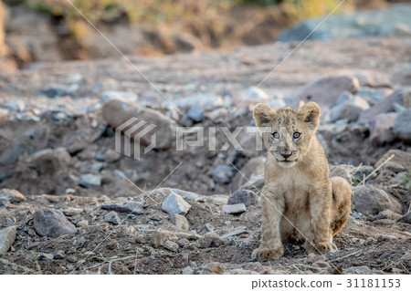 Lion cub sitting in a rocky riverbed. 31181153