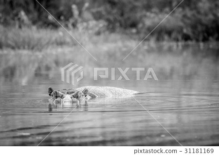 Hippo in a pool of water in black and white. 31181169