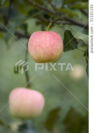 Apple 31181192