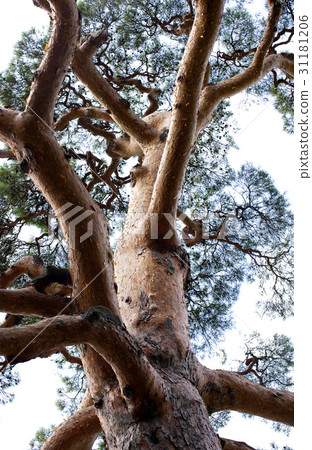 Pine tree 31181206