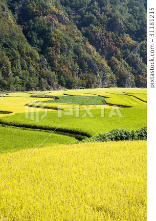 Rice, Samcheok city, Gangwon province Rice, Samcheok city, Gangwon province 31181215
