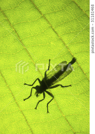 an insect, insect, silhouette 31181468