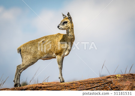 Klipspringer standing on a rock and starring. Klipspringer standing on a rock and starring. 31181531