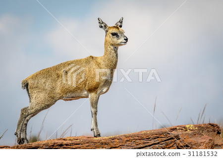 Klipspringer standing on a rock and starring. Klipspringer standing on a rock and starring. 31181532