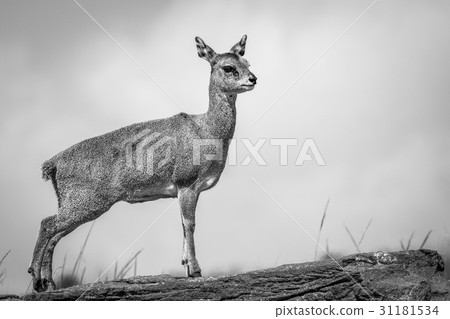 Klipspringer standing on a rock and starring. Klipspringer standing on a rock and starring. 31181534