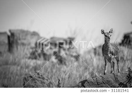 Klipspringer standing on a rock. Klipspringer standing on a rock. 31181541