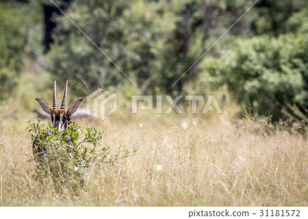 Young Sable antelope hiding behind a bush. 31181572