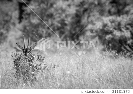 Young Sable antelope hiding behind a bush. 31181573