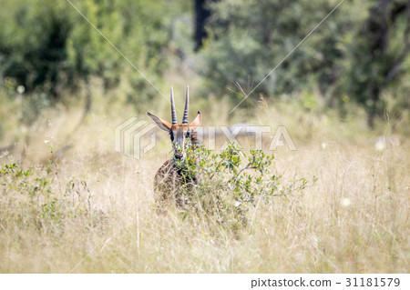 Young Sable antelope hiding behind a bush. 31181579