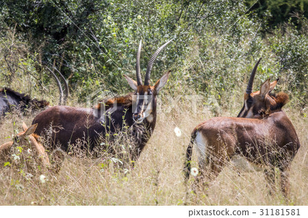 Group of Sable antelopes in Hwange. 31181581