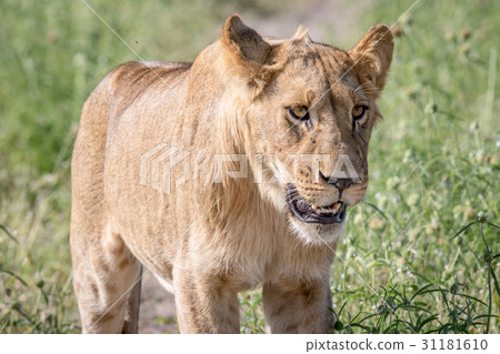 Side profile of a Lion in Chobe. 31181610