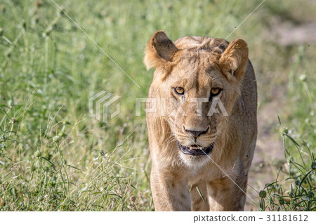 Lion walking towards the camera. 31181612