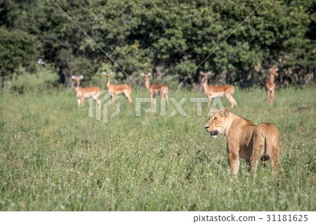 Lion standing in front of Impalas. 31181625
