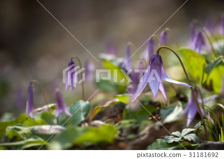 山慈姑 山慈姑 31181692