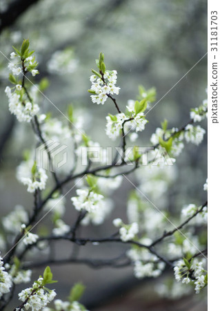 梅花 梅花 31181703