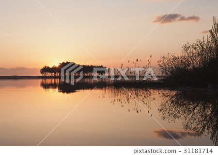 Pine, Solsum, Wolcheonri, Samcheok, Gangwon-do Pine, Solsum, Wolcheonri, Samcheok, Gangwon-do 31181714