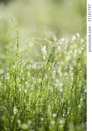 草葉 31181747