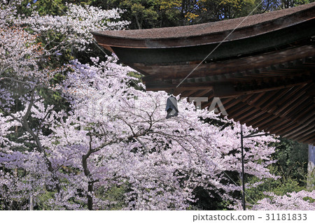 Sakura of Mitsuiji 02 31181833