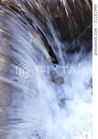 鯉魚,合成的 鯉魚,合成的 31181949