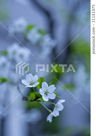 Cherry Blossom 31181975