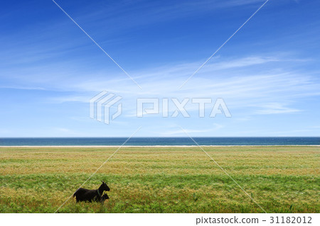 Barley field, Pohang city, Gyeongbuk 31182012