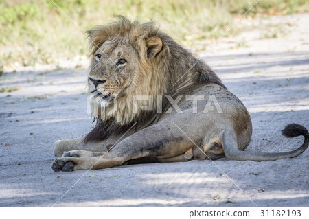 Male Lion laying in the sand. 31182193