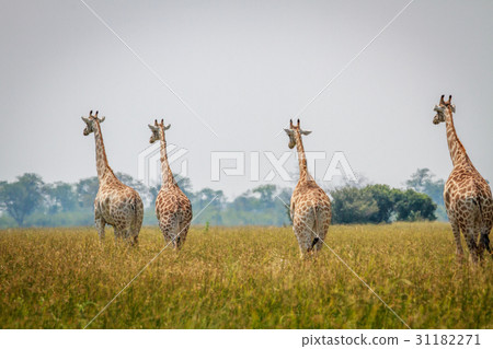 Group of Giraffes walking away from the camera. Group of Giraffes walking away from the camera. 31182271