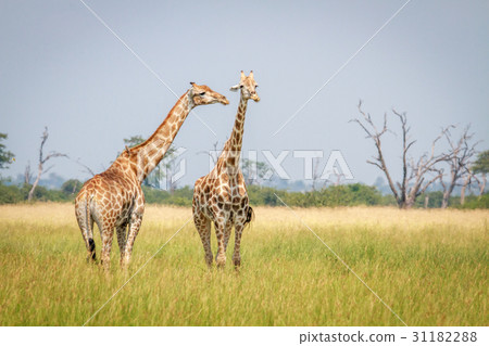 Two Giraffes standing in the grass. Two Giraffes standing in the grass. 31182288