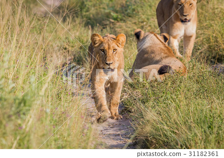 Young Lion walking towards the camera. Young Lion walking towards the camera. 31182361