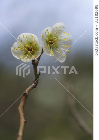 Plum Plum 31182699