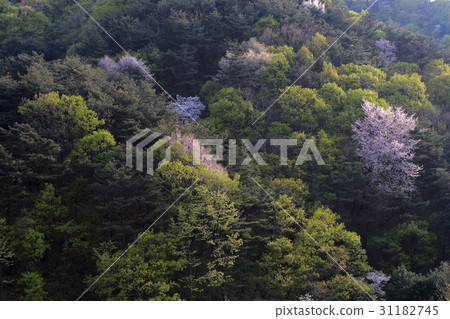 江原道Hoengseong-gun 江原道Hoengseong-gun 31182745