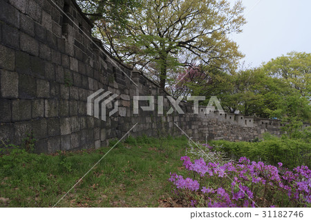 杜鵑花，首爾城堡，鐘路區，首爾 31182746