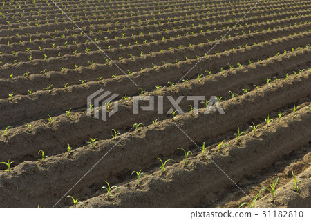 Cornfield, Hoengseong-gun, Gangwon-do Cornfield, Hoengseong-gun, Gangwon-do 31182810