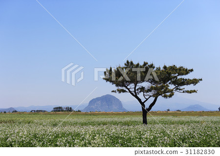 Pine, Sanbangsan, Seogwipo City, Jeju Island 31182830