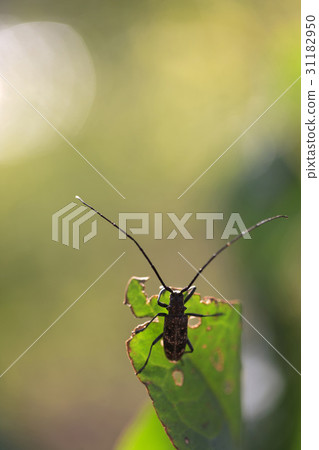 大鬍子蟾蜍 31182950