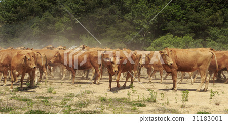 So, Seosan, Chungnam 31183001