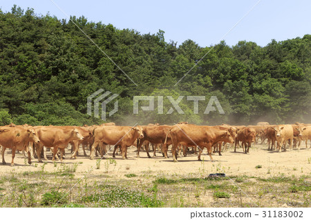 所以，忠南的Seosan 31183002