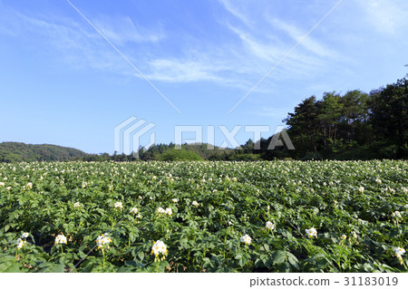 Potato flower, Hoengseong-gun, Gangwon-do 31183019