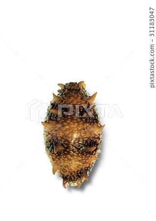 Sea cucumber Sea cucumber 31183047