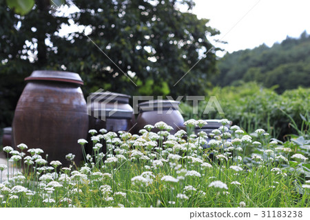 韭菜花，Changdok，Hoengseong-gun，江原道 31183238