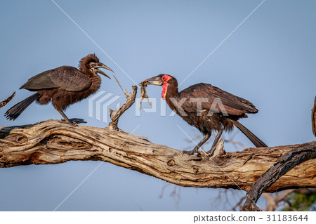 Southern ground hornbill with a kill. 31183644